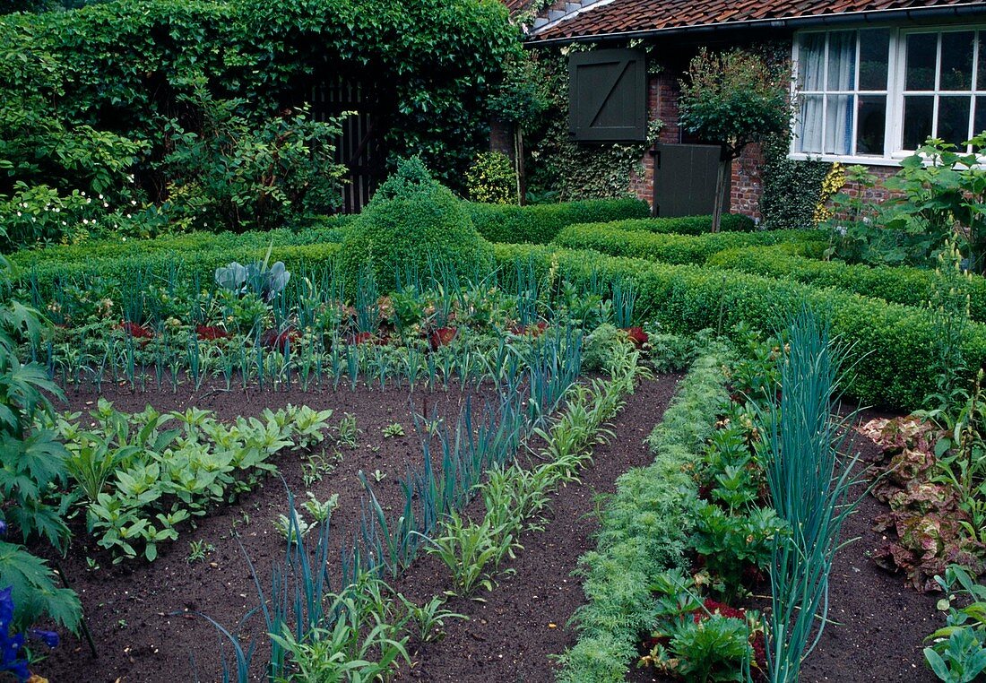 Farm garden: hedges of Buxus (boxwood), vegetables and summer flowers decoratively planted in rows