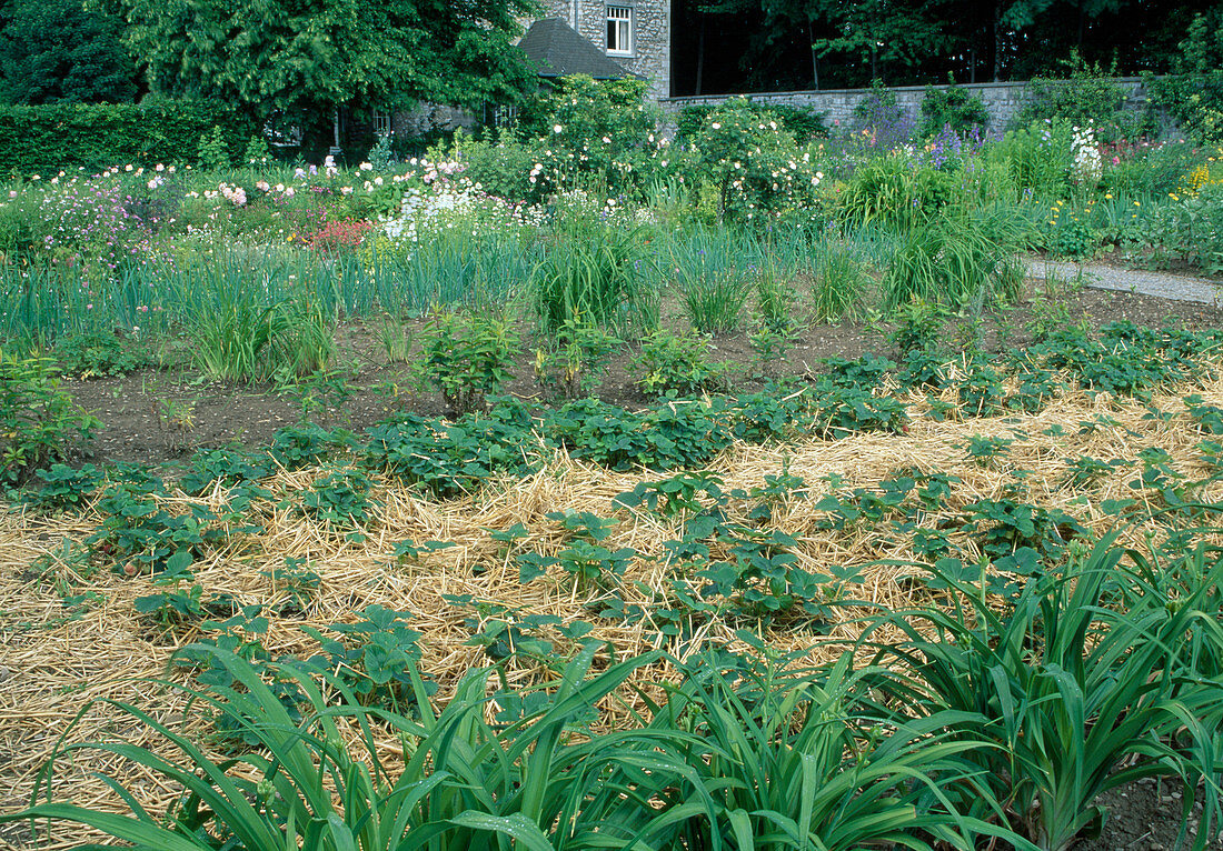 Peasant garden