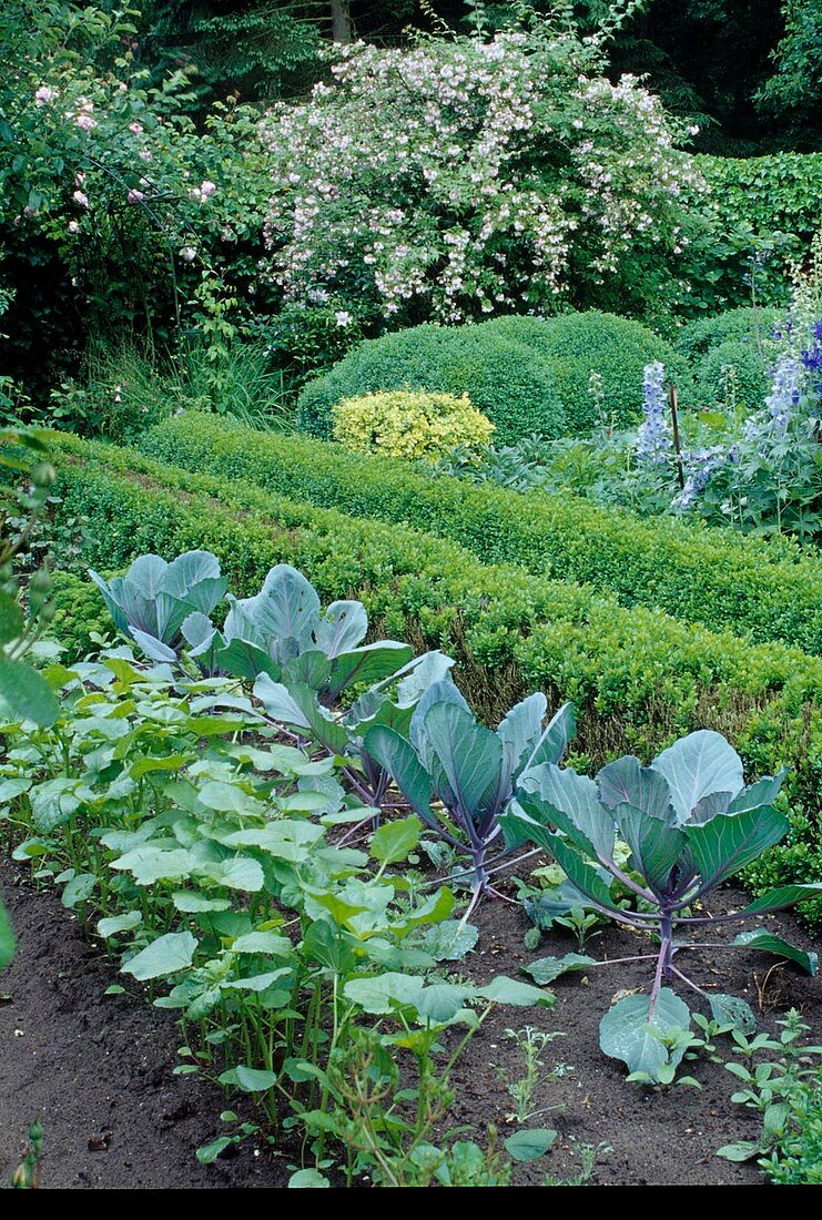 Farm garden: beds with summer flowers, red cabbage (Brassica), perennials, hedges of Buxus (boxwood) and Rosa (roses)