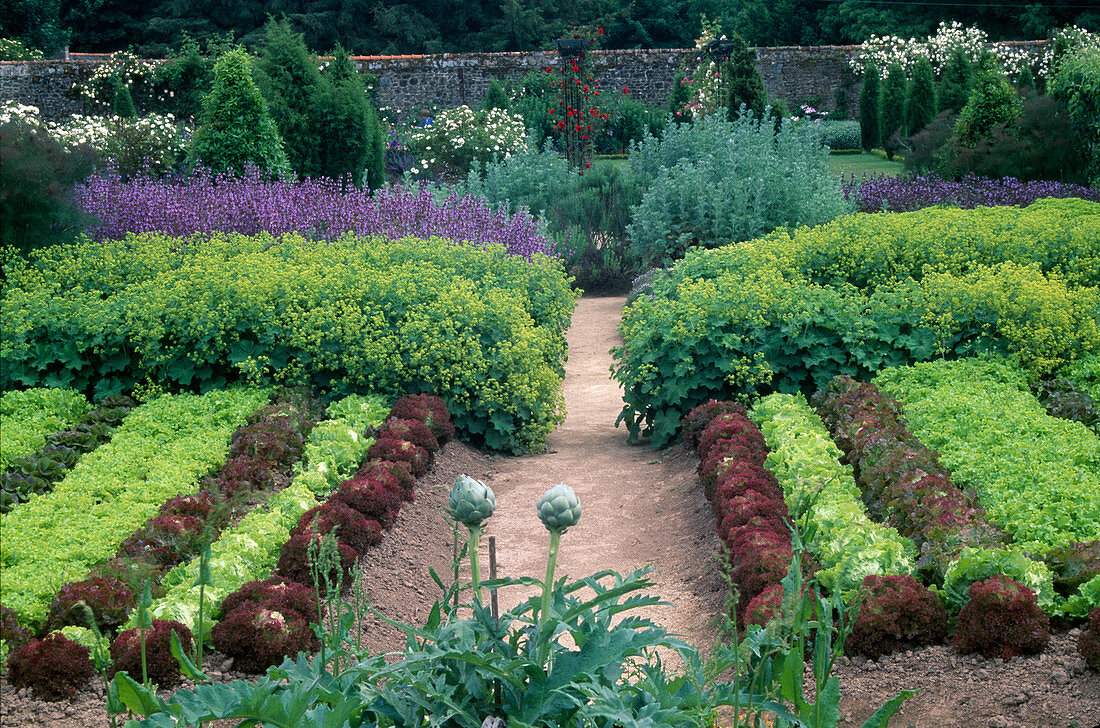 Vegetable and herb beds, behind them climbing roses on climbing stems and columnar conifers