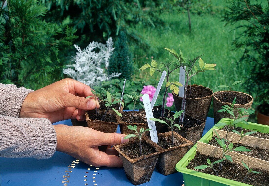 Self-seeded seedlings of tomatoes (Lycopersicon) in peat pots and seed tray