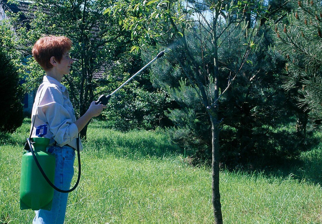 Frau spritzt Prunus dulcis (Mandelbaum, süsse Mandel) gegen Krankheiten und Schädlinge
