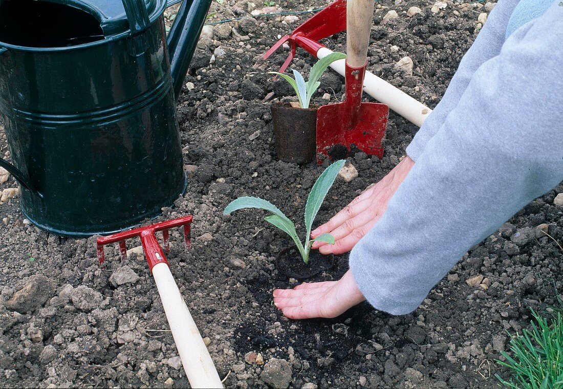 Woman planting young artichokes plants into the bed