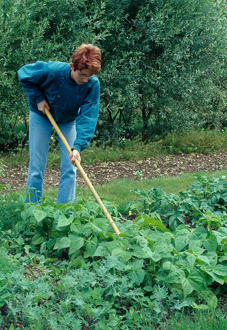 Frau lockert Erde zwischen Buschbohnen (Phaseolus)