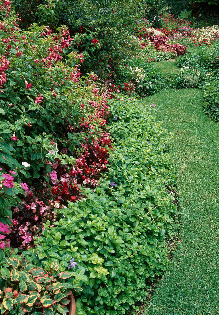 Path in the garden, Fuchsia, Begonia, Vinca Major