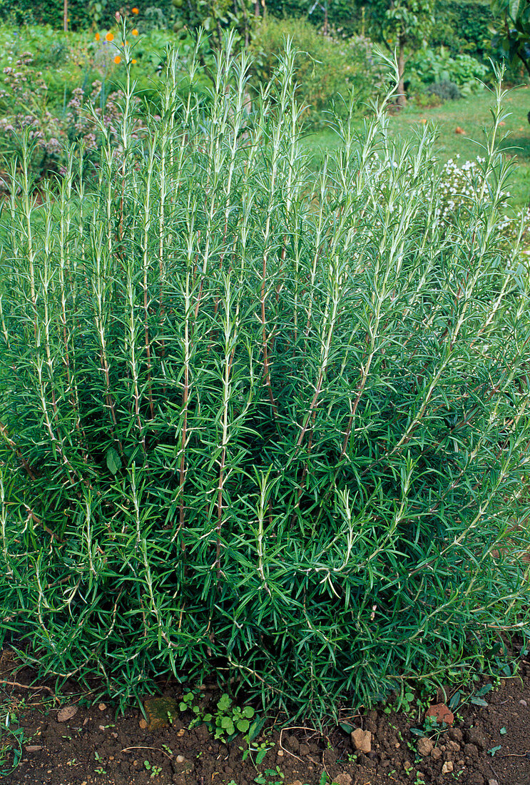 Rosemary (Rosmarinus officinalis) in the border