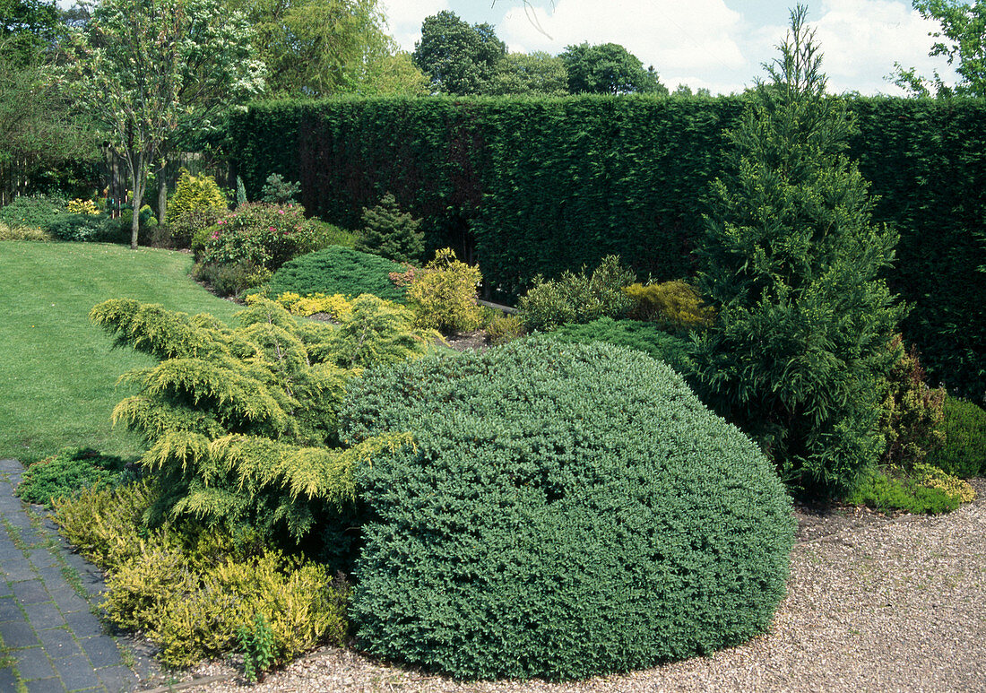 Conifer garden: Juniperus yellow Pfitzer juniper, blue dwarf juniper, Sequoiadendron giganteum (sequoia)