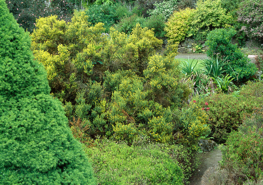 Conifer garden