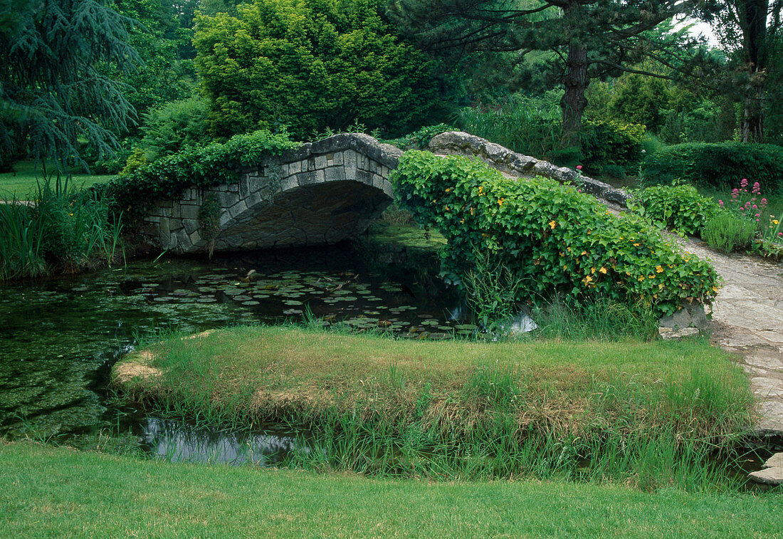 Steinerne Brücke mit Hedera (Efeu) über Teich mit Nymphaea (Seerosen)