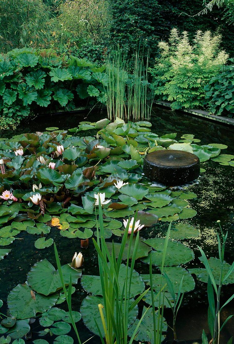 Architectural pond with Nymphaea (water lilies), millstone as source stone, Aruncus (honeysuckle)