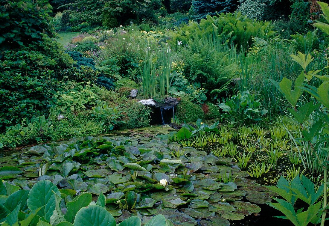 Overgrown pond with water lilies and floating plants