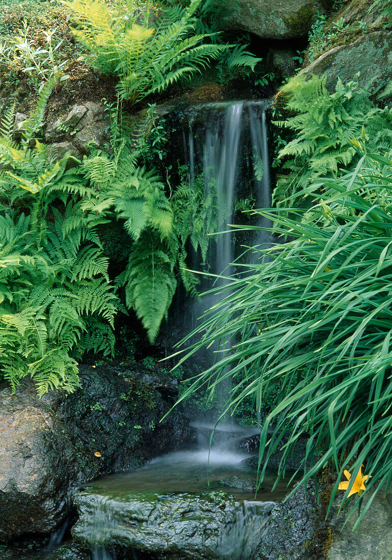 Wasserfall zwischen Farnen und Hemerocallis (Taglilie)