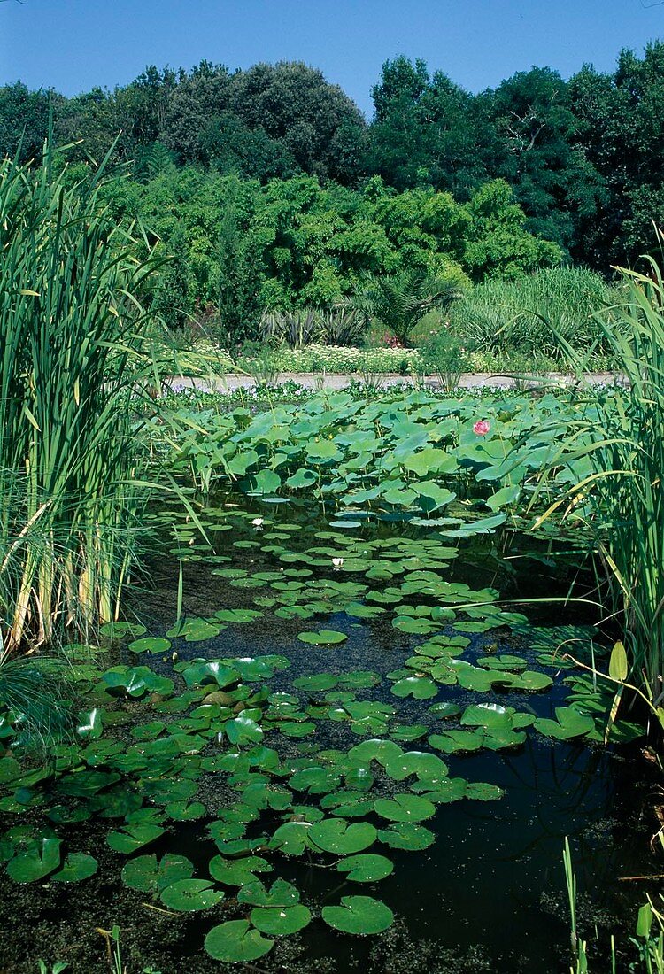 Pond in the botanical garden with Nymphaea (water lilies) and Nelumbo nucifera (lotus flowers) Typha (bulrush)