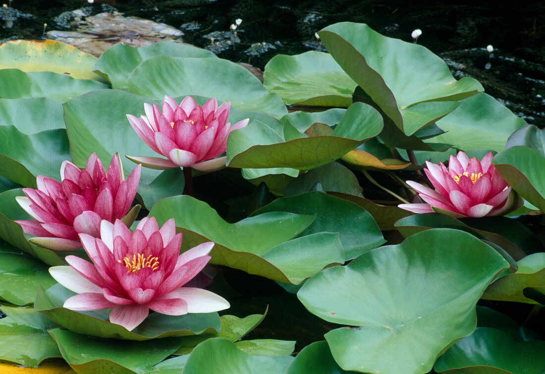 Nymphea 'Mrs. Richmond '(water lilies)