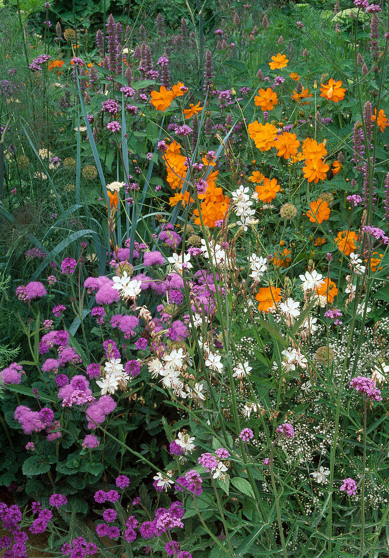 Nature garden: Verbena (verbena), Ageratum (liver balm), Gaura (magnificent candle), Cosmos sulphureus (ornamental basket), Gypsophila (baby's breath), Agastache (scented nettle) and grasses