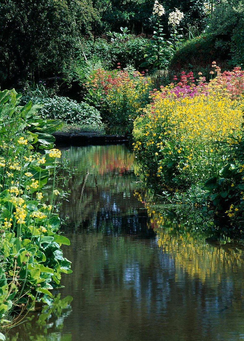 Water in the garden: Primula florindae-summer primula, Tibetan primula and P. Bullesiana-hybrid tiered primula as riparian plants