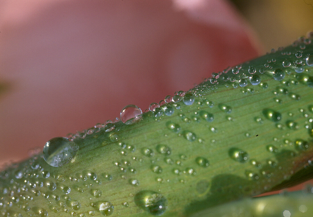 Wassertropfen auf einem Grashalm