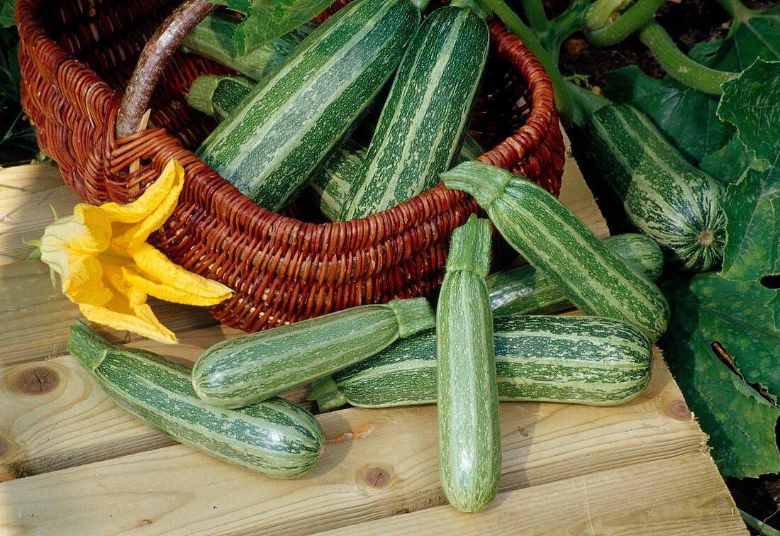 Freshly harvested courgettes 'Cocozelle' (Cucurbita pepo) in basket and on table, male flower lying next to it