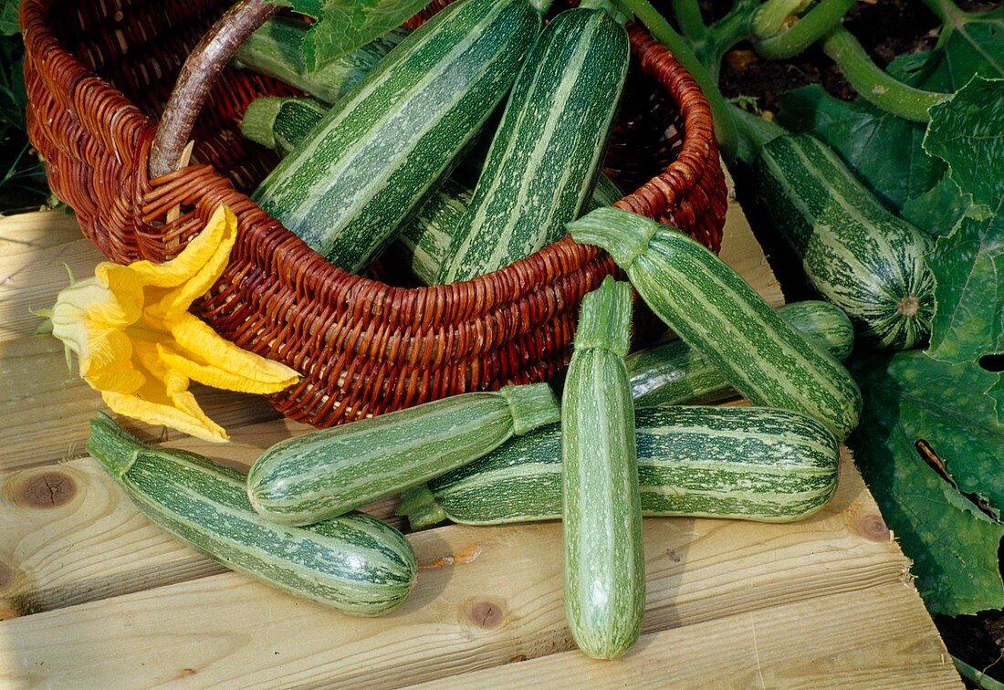 Frisch geerntete Zucchini 'Cocozelle' (Cucurbita pepo) im Korb und auf Tisch, männliche Blüte liegt daneben