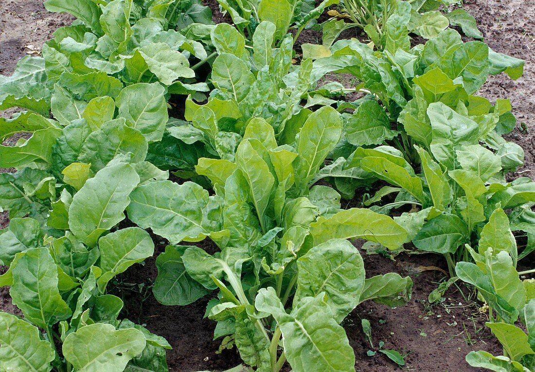 Spinach (Spinacia oleracea) in the bed