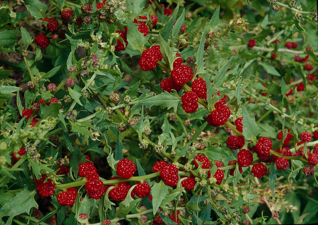 Genuine strawberry spinach with fruits in the garden