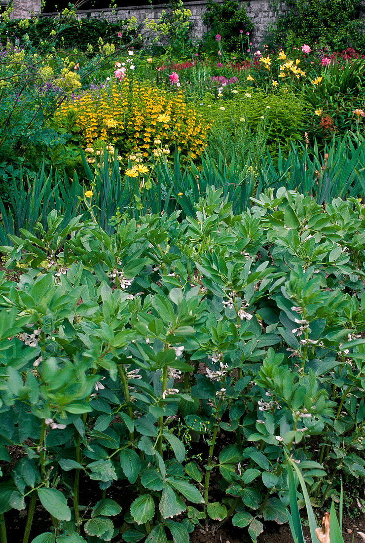 Flowering thick beans, flowering perennial garden behind