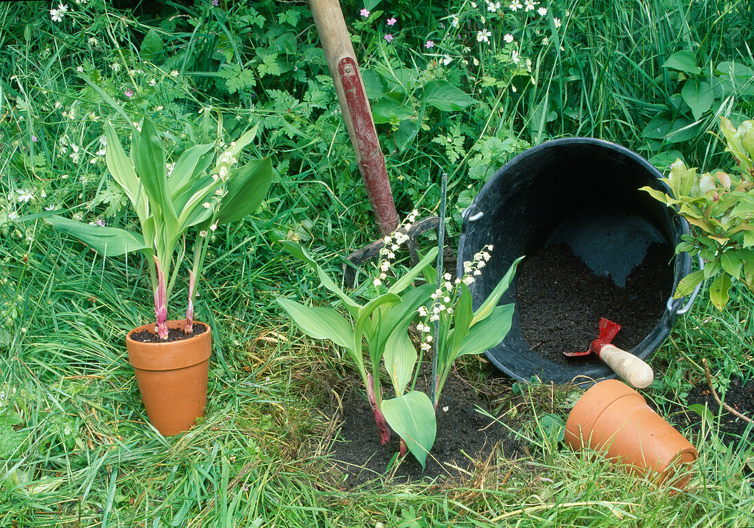 Plant Convallaria