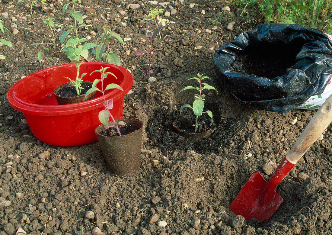 Planting seedlings