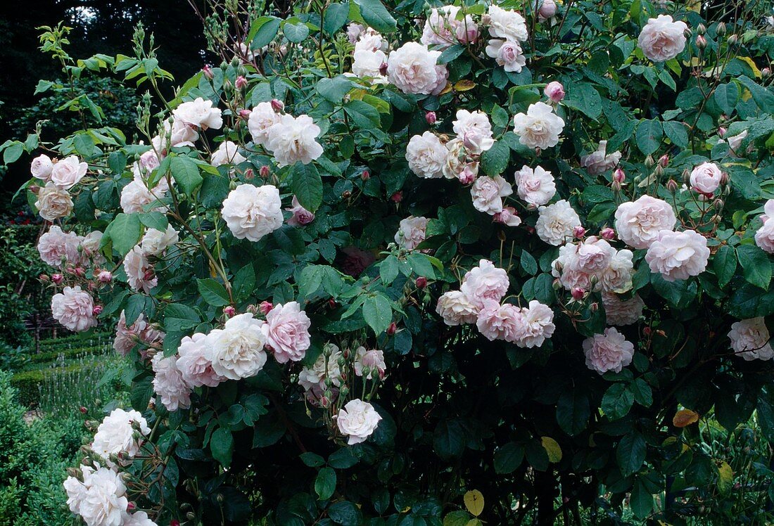 Rosa 'Blush Noisette' syn. 'Rosier de Philippe Noisette', Noisette rose, remontant with light fragrance