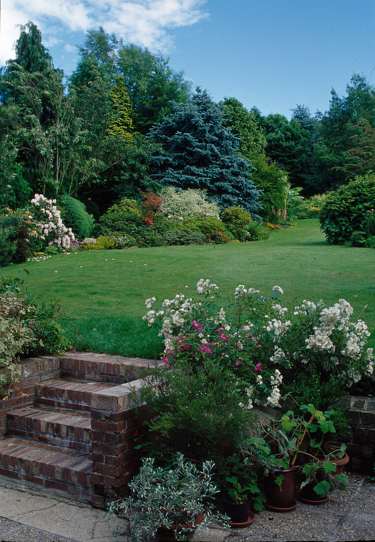 Garden view: steps made of clinker, lawn, pink (roses), shrubs, conifers, trees