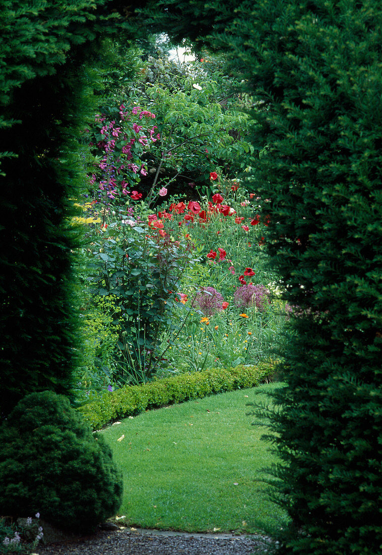 View through Taxus (yew) as archway onto bed with Papaver rhoeas (corn poppy), Rosa (rose), Allium (ornamental leek)