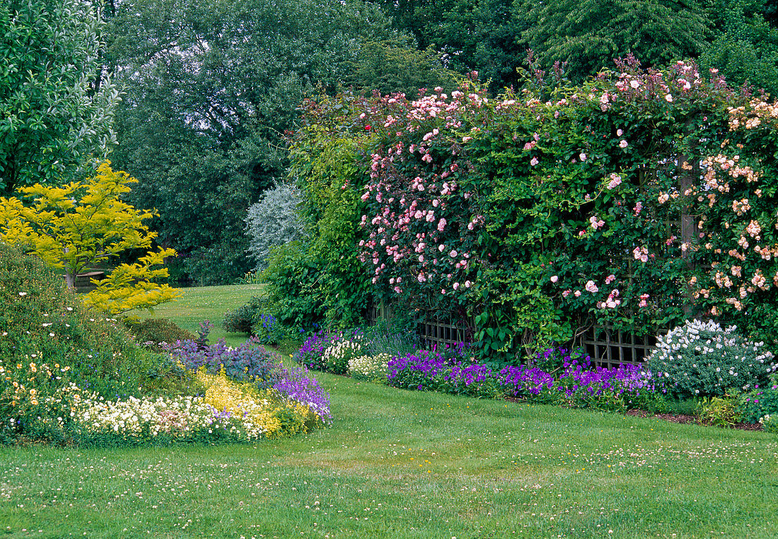 Climbing roses and knotweed as a screen, flowerbeds in front of it