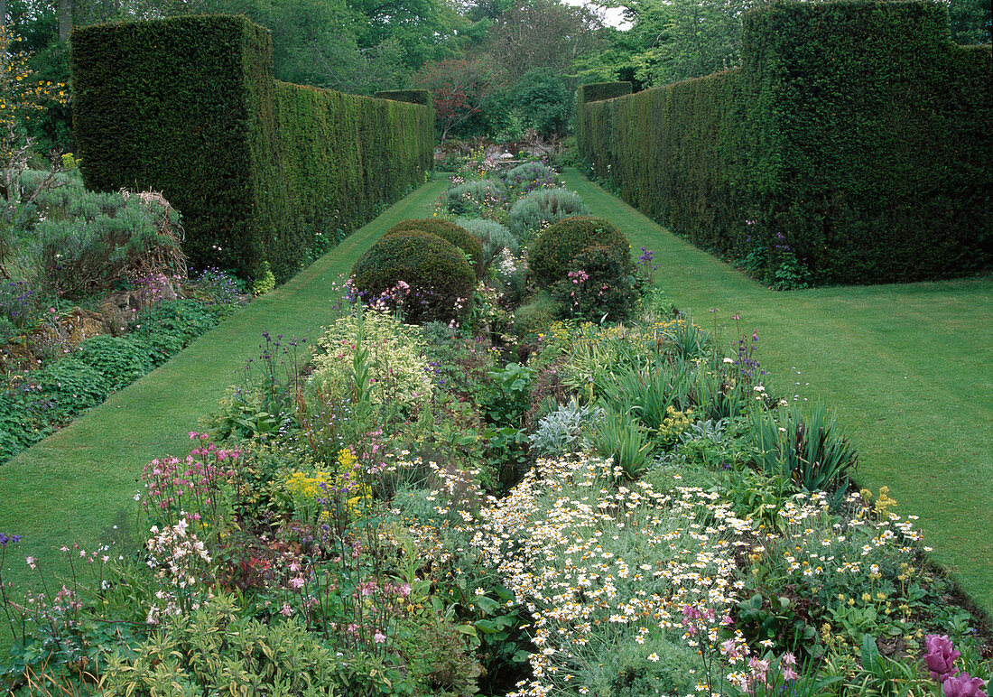Bed with perennials and woody plants between hedges of Taxus (yew) and lawn paths