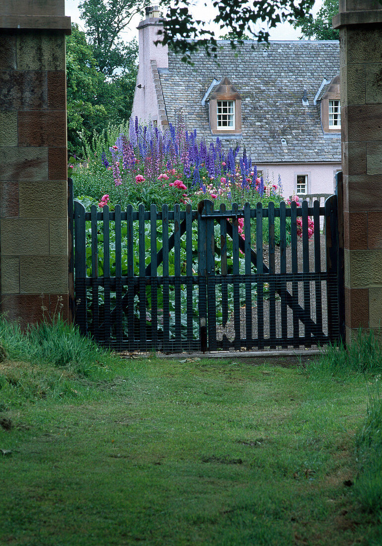 View through closed garden gate to bed with Delphinium (delphinium) and Paeonia (peonies), behind house