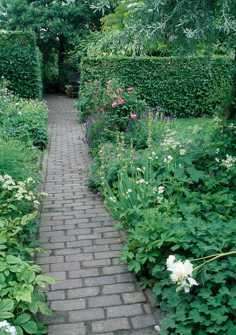 Paved path leads through garden spaces separated by hedges, early summer beds with perennials and roses