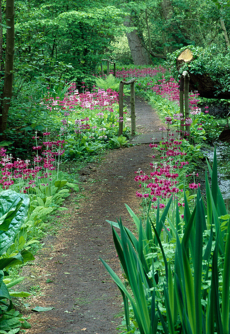 Path between beds with Primula candelabra (candelabra primroses) and large trees, small footbridge over stream