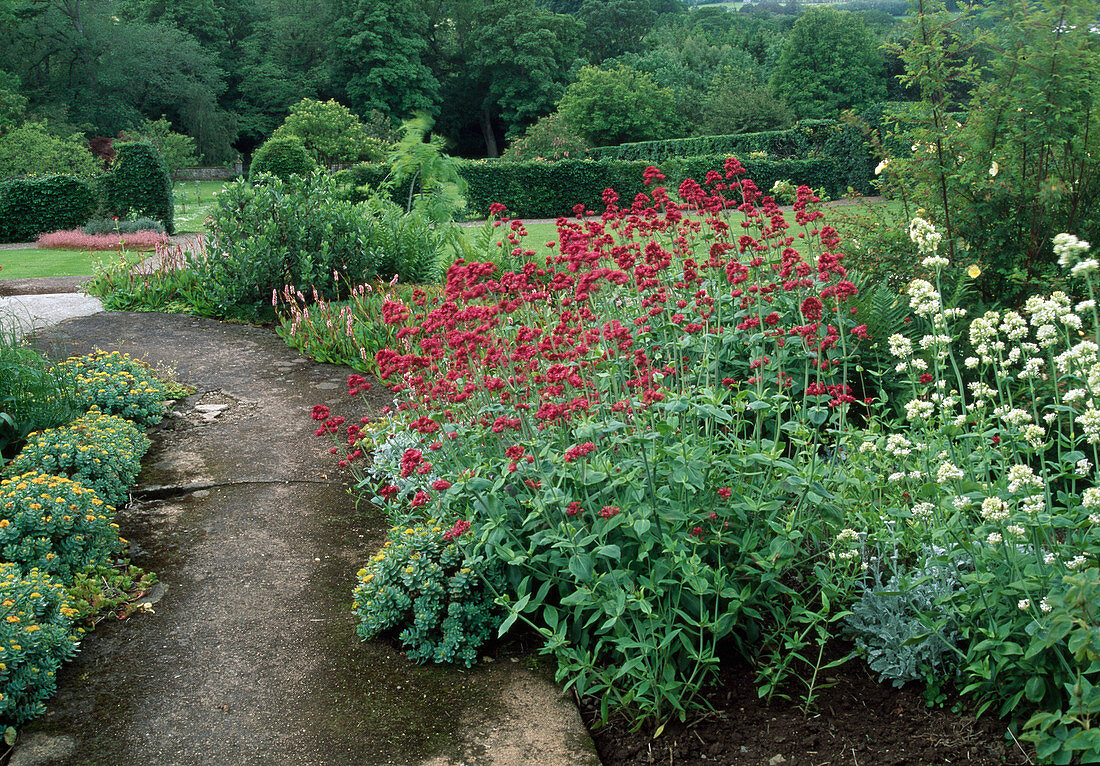 Weg Im Garten zwischen Beeten mit Centranthus (Spornblumen) und Euphorbia (Wolfsmilch)