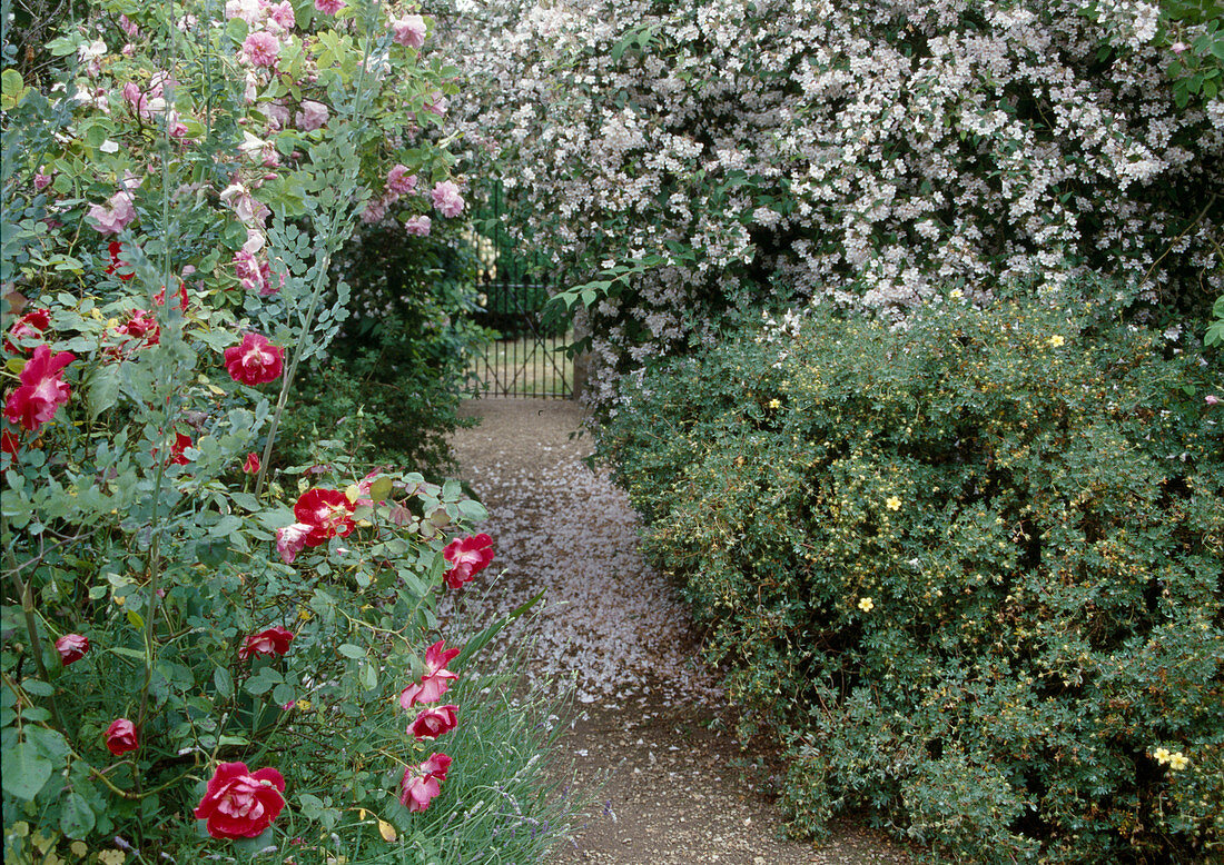 Weg im Garten