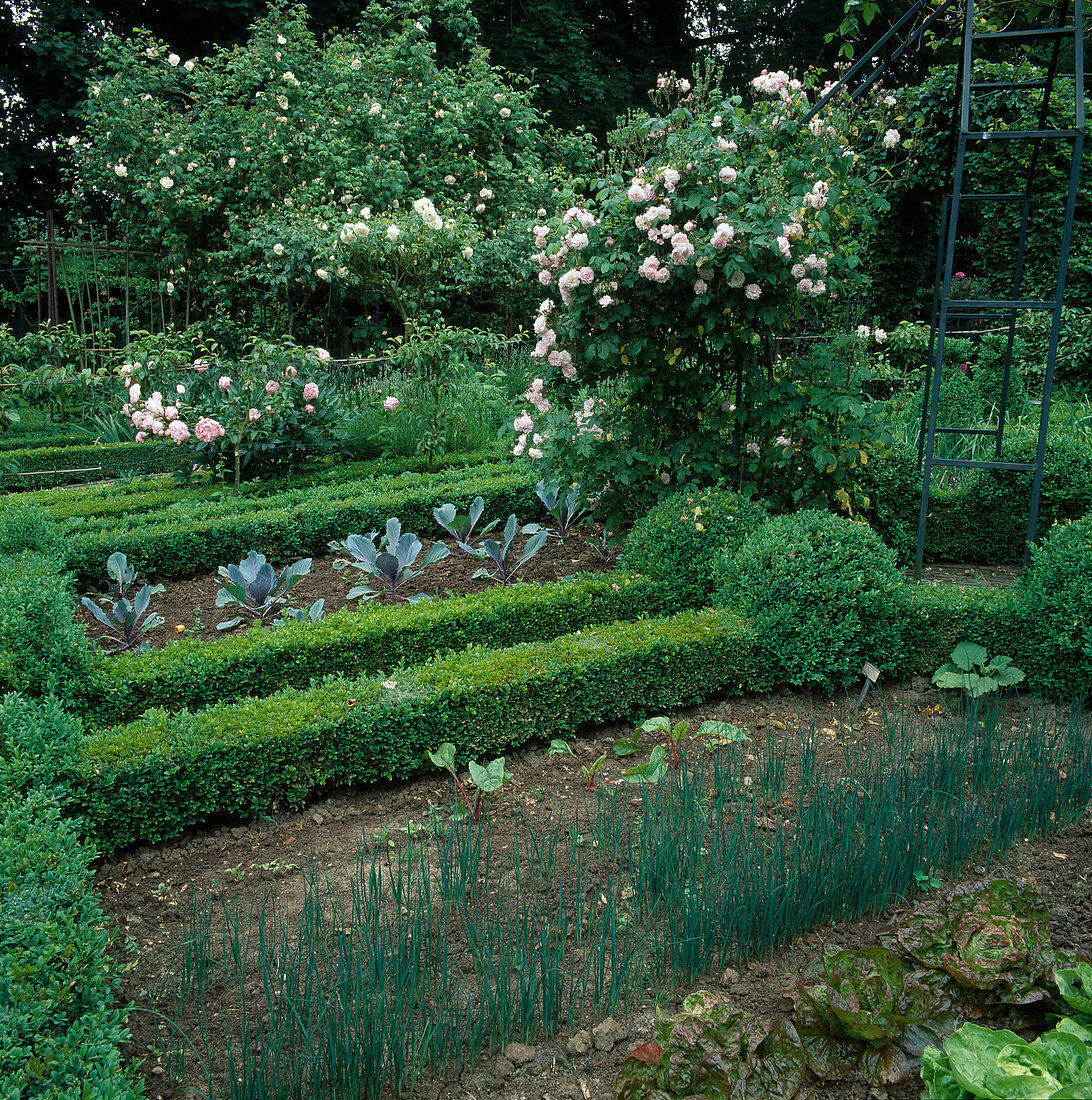 Formaler Bauerngarten: Gemüsebeete mit Buxus (Buchs) Hecken als Einfassung, Rosa (Rosen, Kletterrosen), Rotkohl (Brassica), Porree, Lauch (Allium porrum)