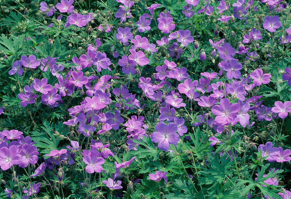 Geranium pratense-hybride 'Johnson's Blue' - Blue Cranesbill