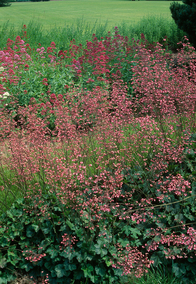 Beds with heuchera (purple lily) and centranthus (spurge)
