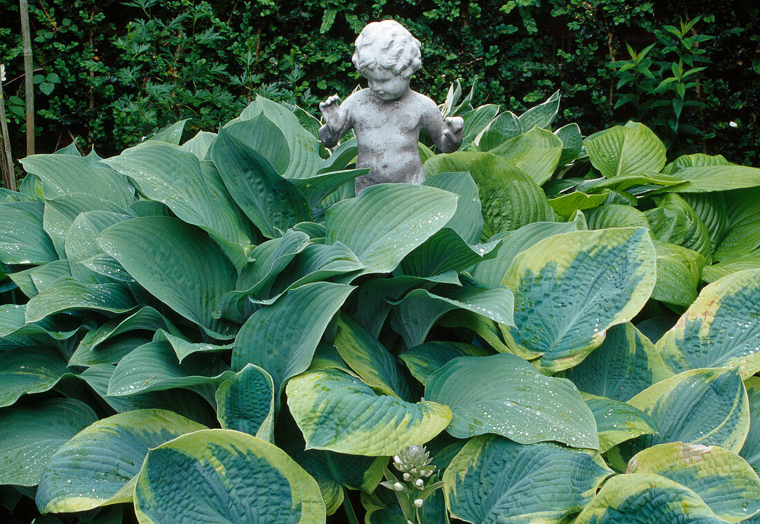 Little child figure between Hosta (Funkie)