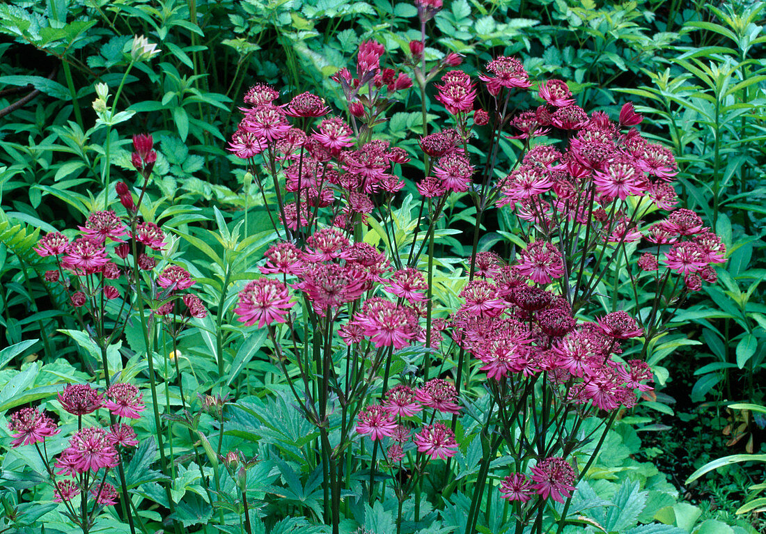 Astrantia major 'Abbey Road' (Red Starthistle)