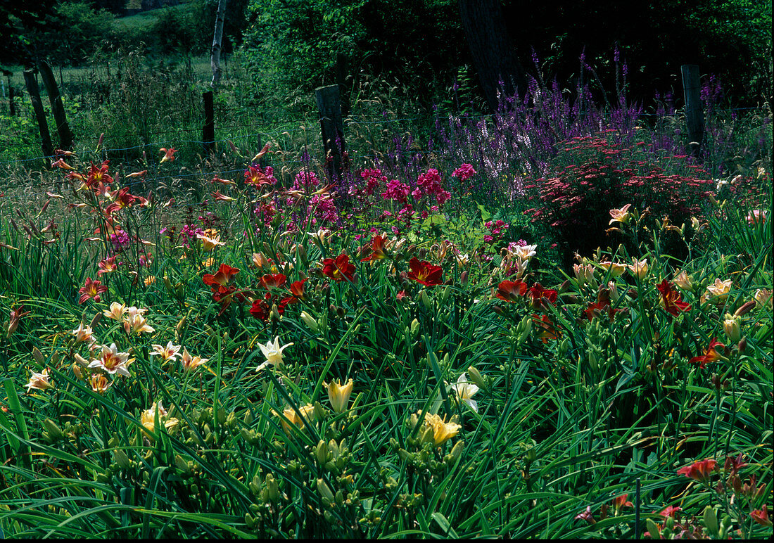 Several varieties of Hemerocallis (daylilies)
