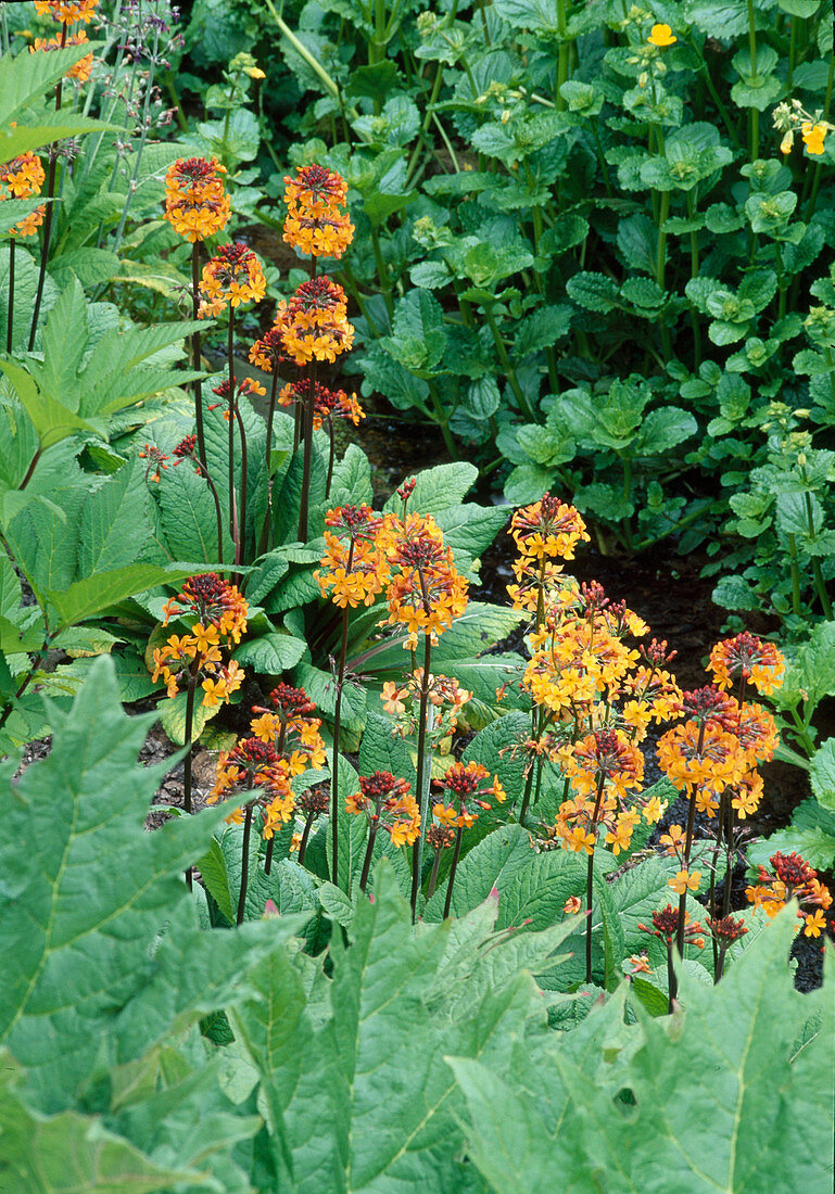 Primula bulleyana (tiered primroses)