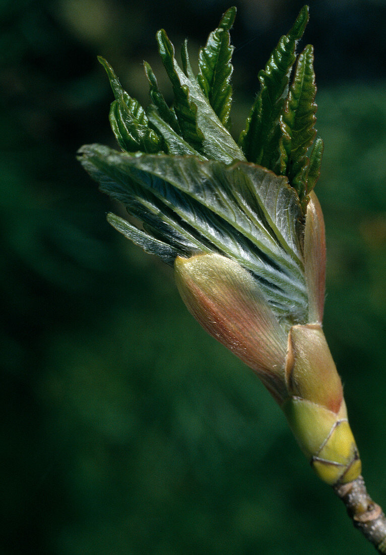 Acer pseudoplatanus