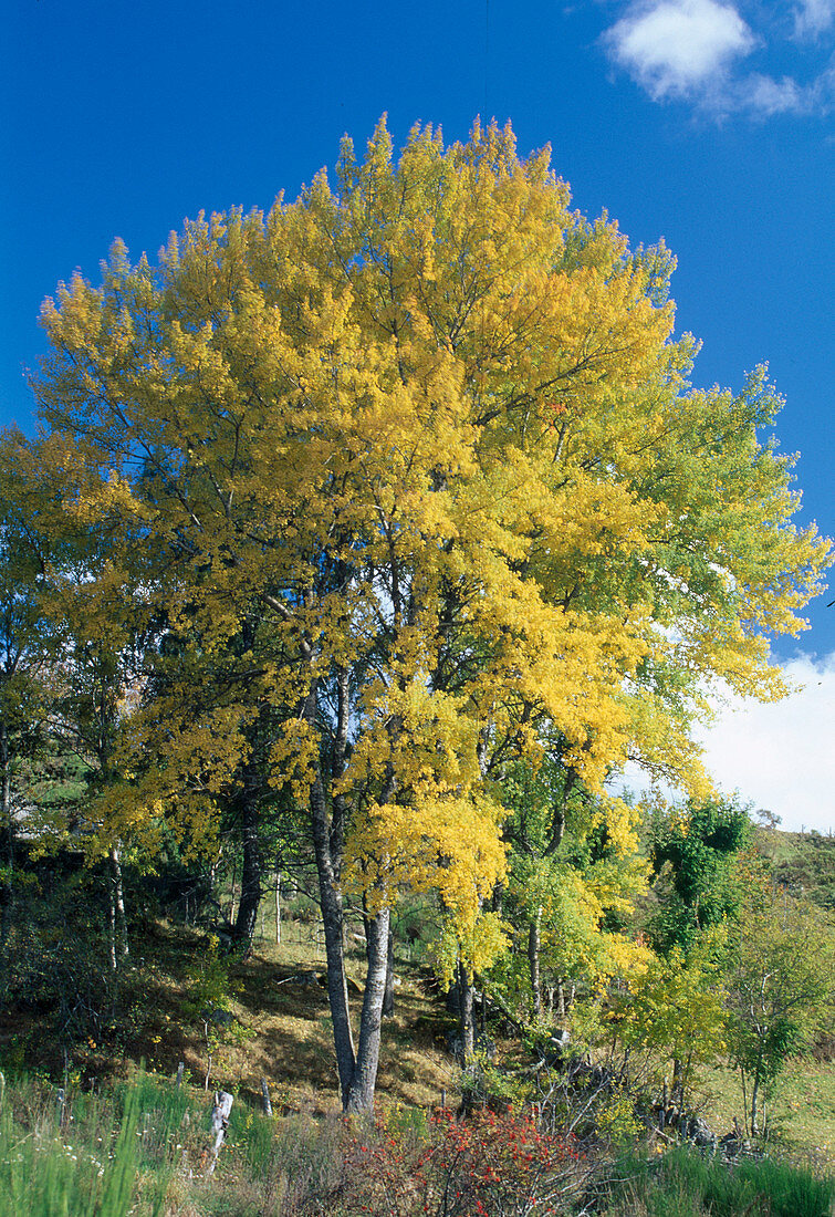 Betula nigra (black birch) in autumn colours