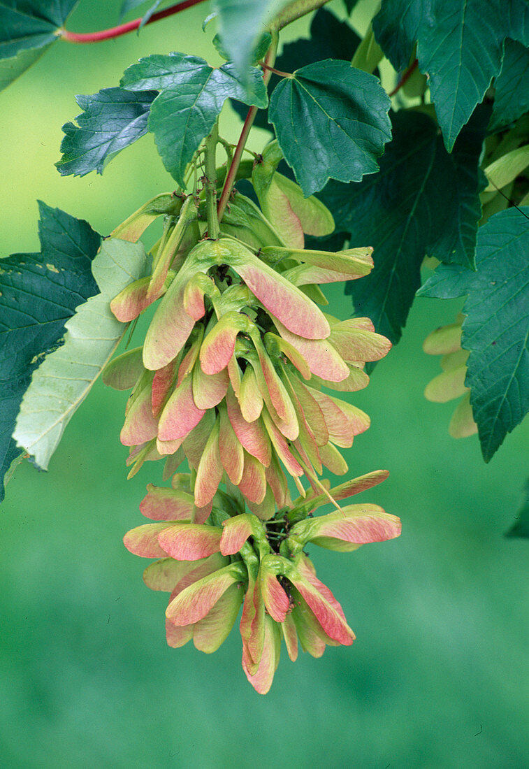 Acer pseudoplatanus