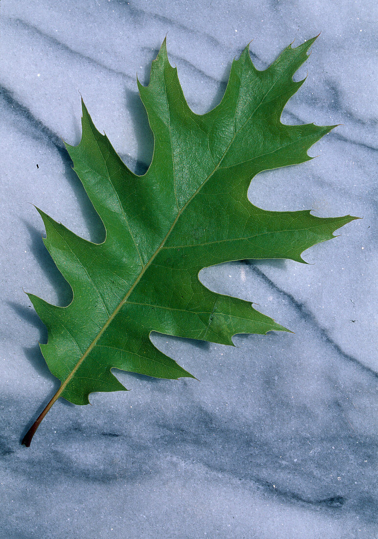 Blatt von Quercus rubra (Roteiche), auch Amerikanische Spitzeiche genannt
