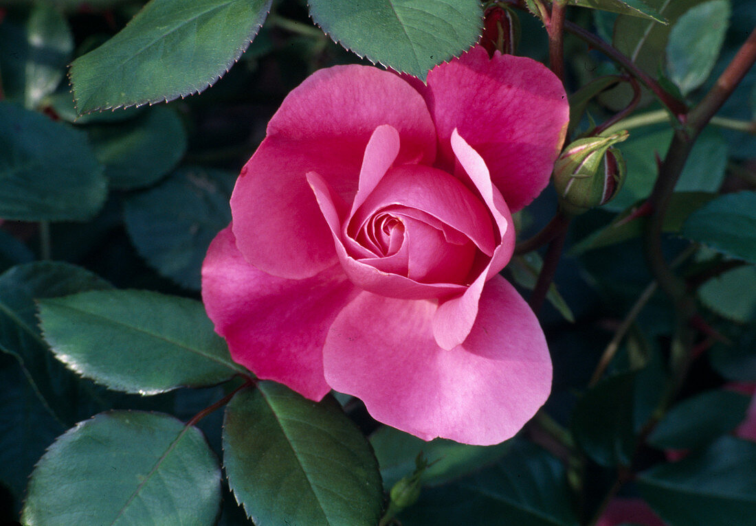 Rosa 'Deborah' (bedding rose, floribunda), repeat flowering, robust, light fragrance